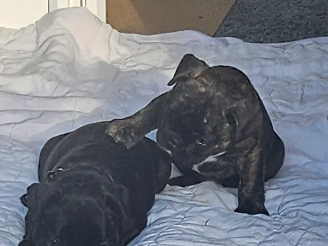 Billede 7 - Fransk bulldog hvalpe