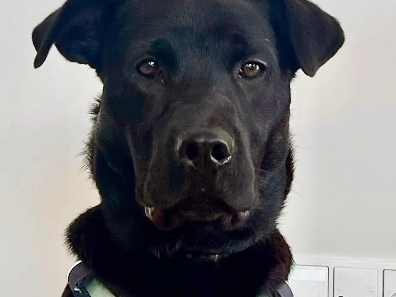 Billede 5 - Sødeste Bennie leder efter sin nye familie 💝🏡 