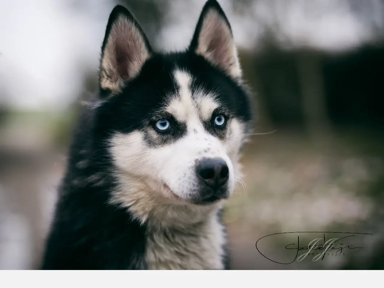 Billede 6 - Husky hvalpe sælges.
