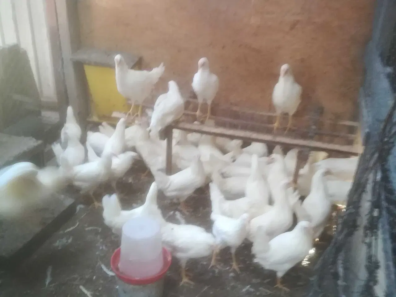 Billede 4 - Rigtig god ægge lægger hvide Italiener Lohmann 