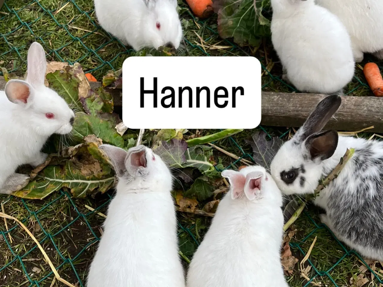 Billede 7 - Kaninunger sælges