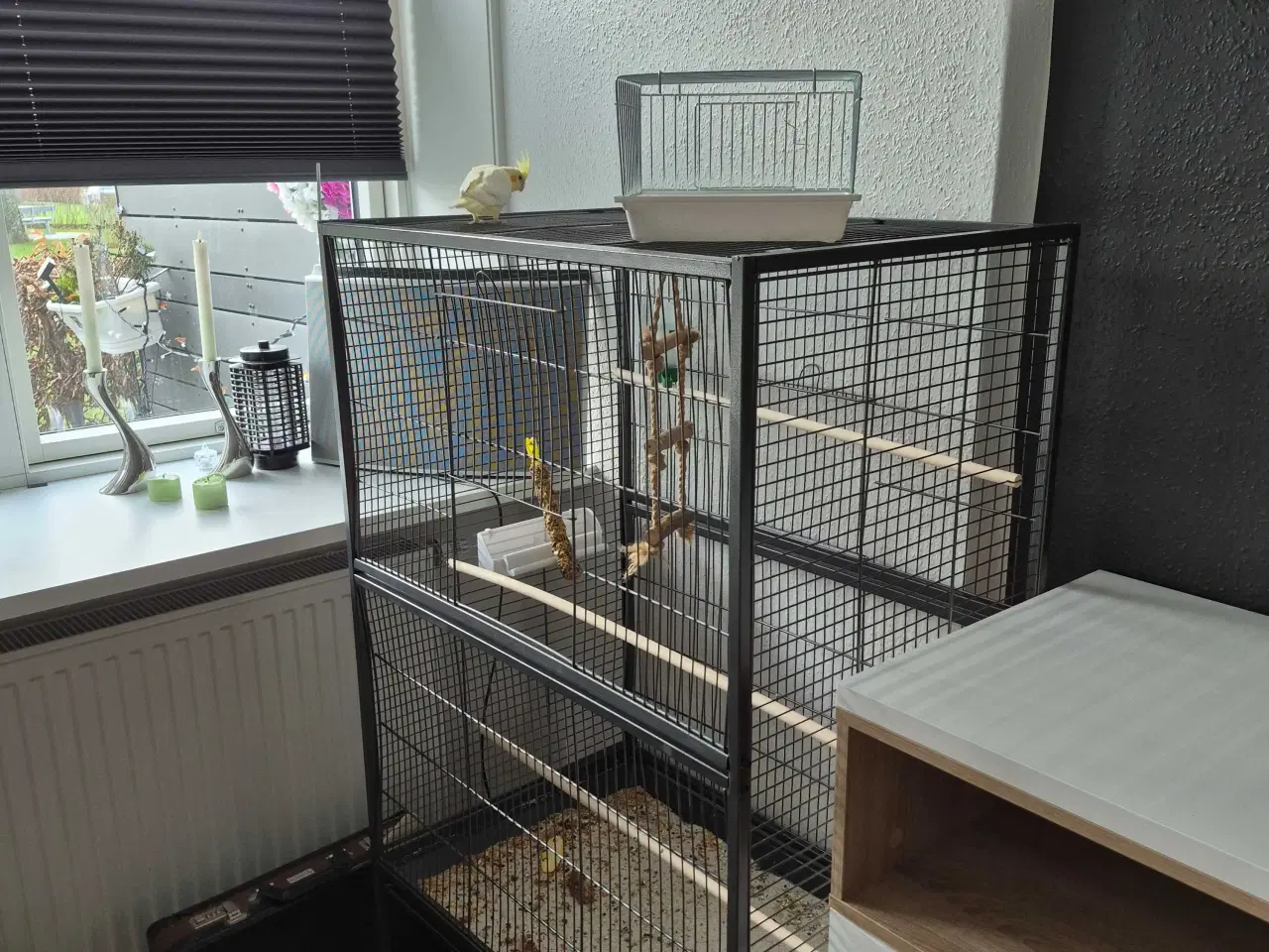 Billede 6 - Nymfeparakit med nyt bur