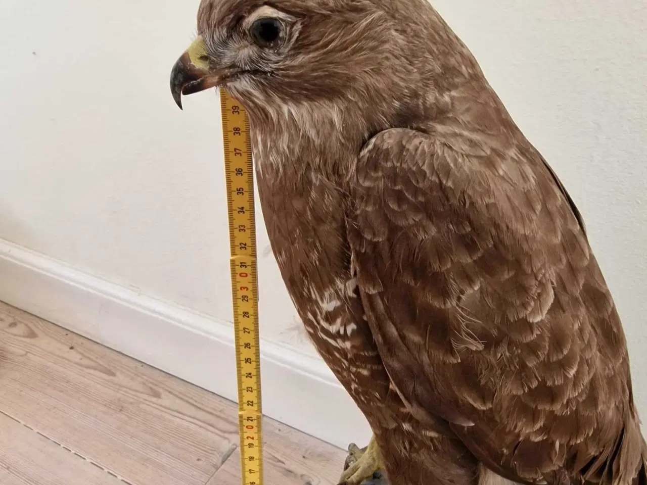 Billede 2 - Siddende musvåge med flot fjerpragt sælges