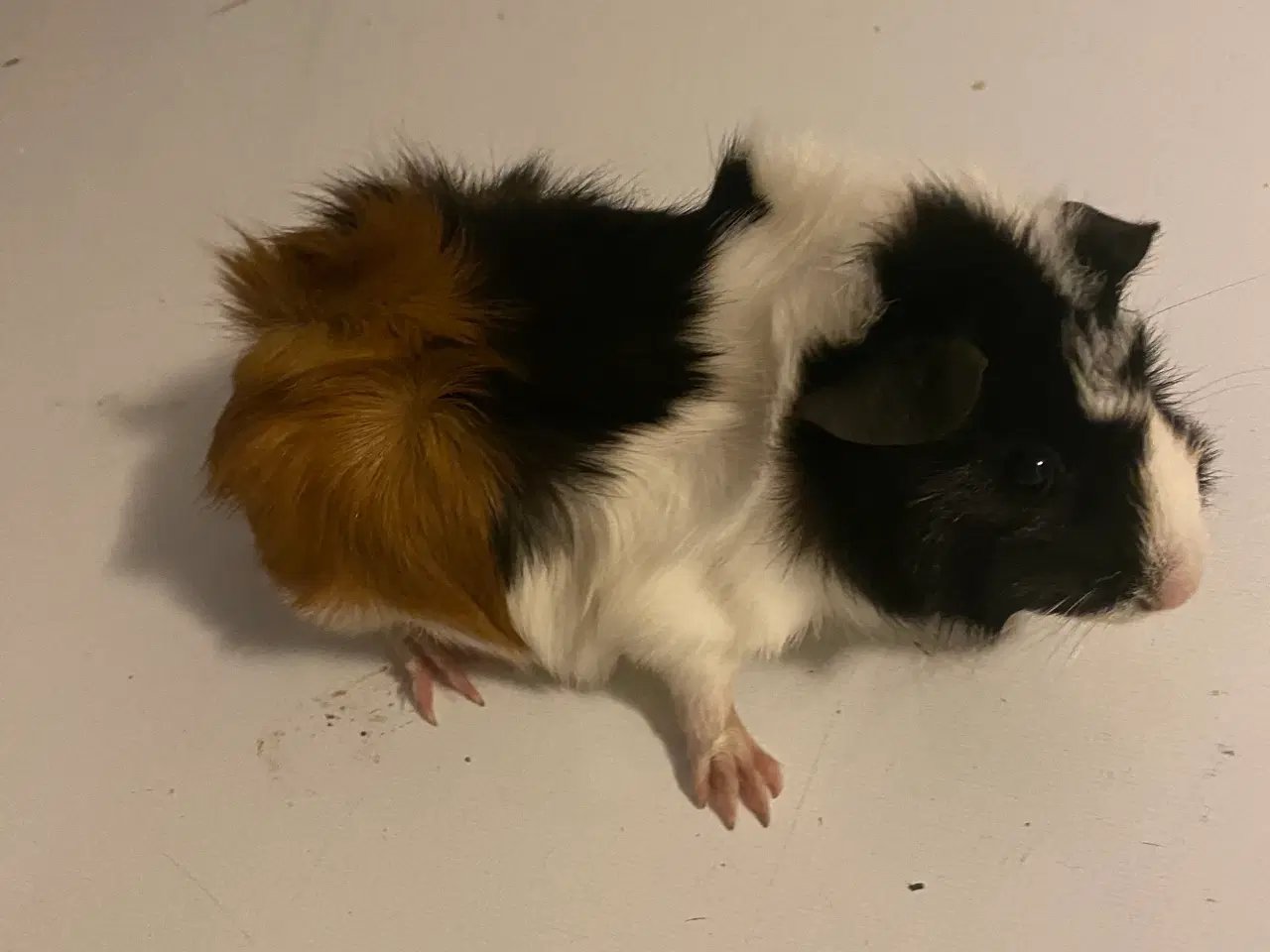 Billede 2 - 2 Hun marsvin 