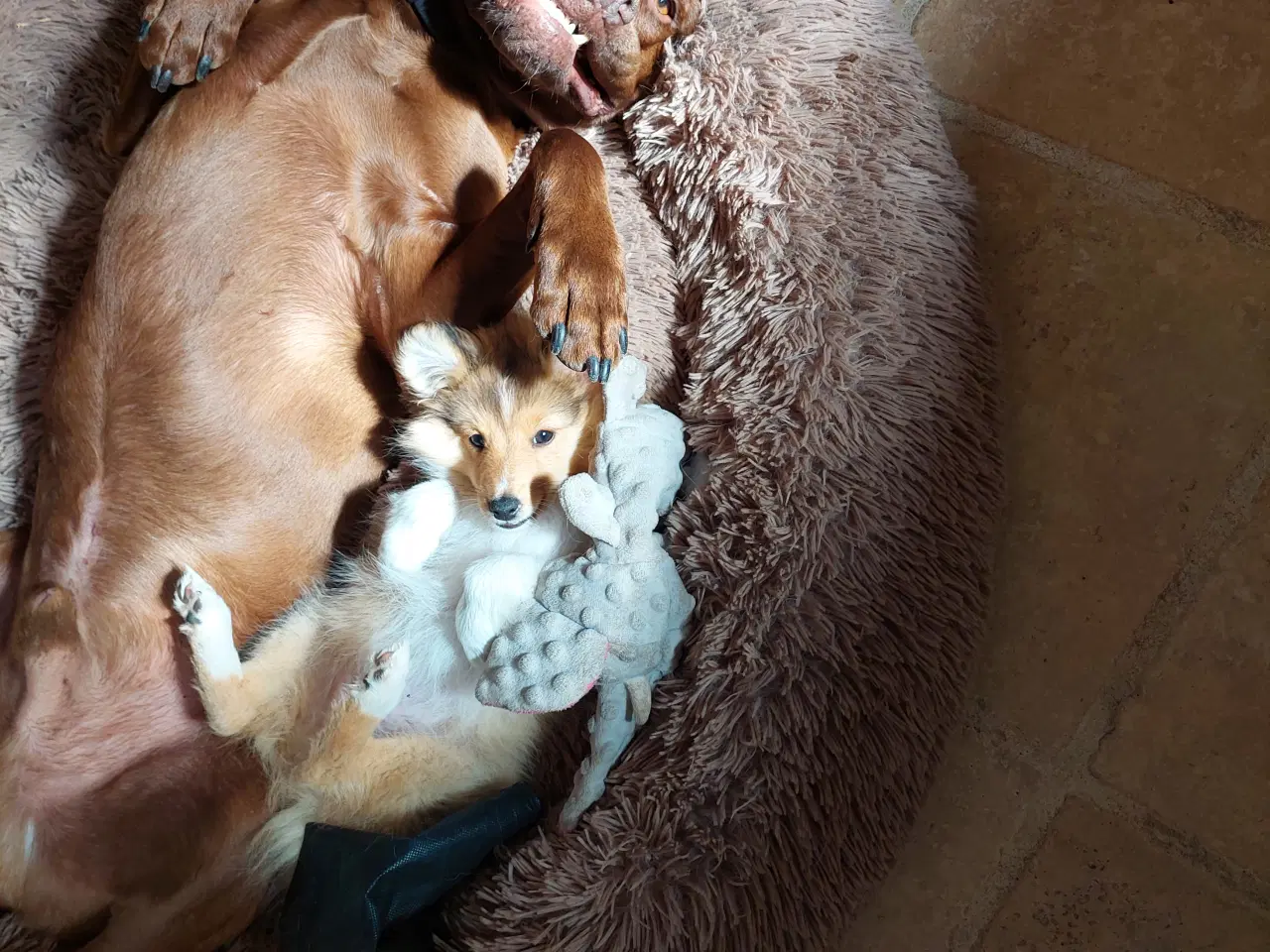 Billede 3 - Sheltie hvalpe hankøn