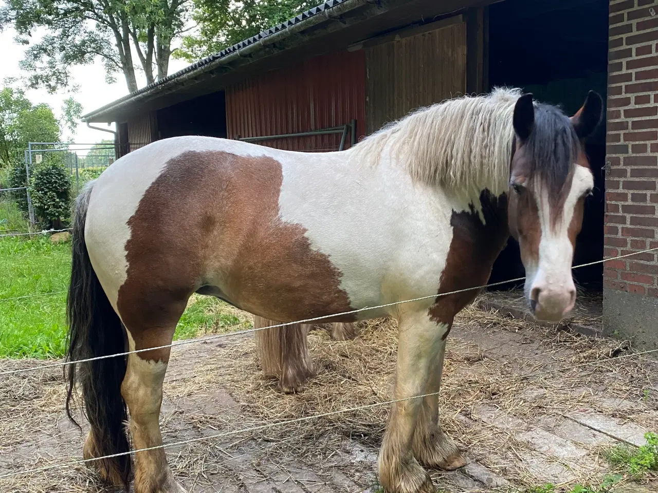 Billede 3 - Irish Cob hoppe