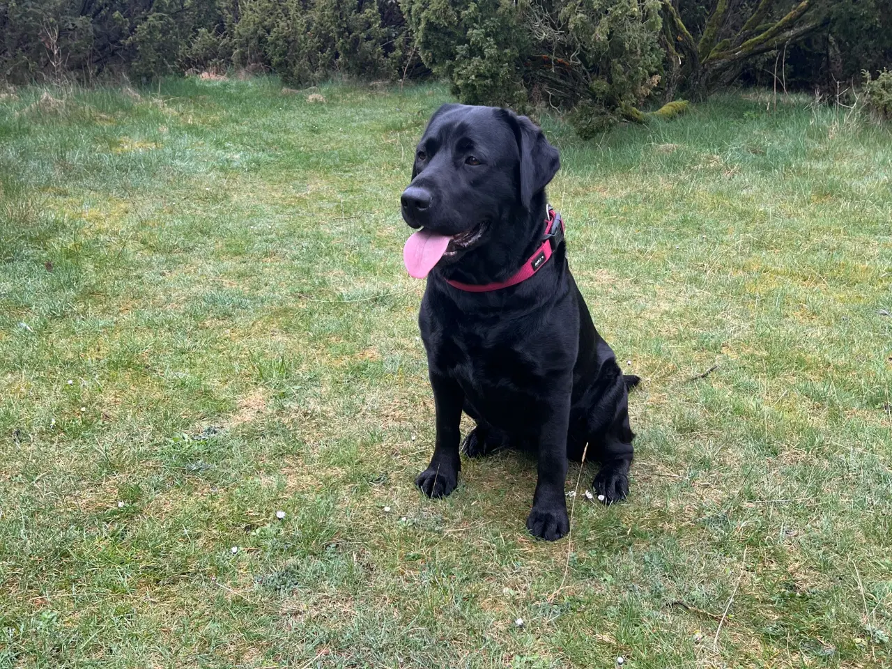 Billede 5 - Labradorhvalpe af ‘gammeldags’ type