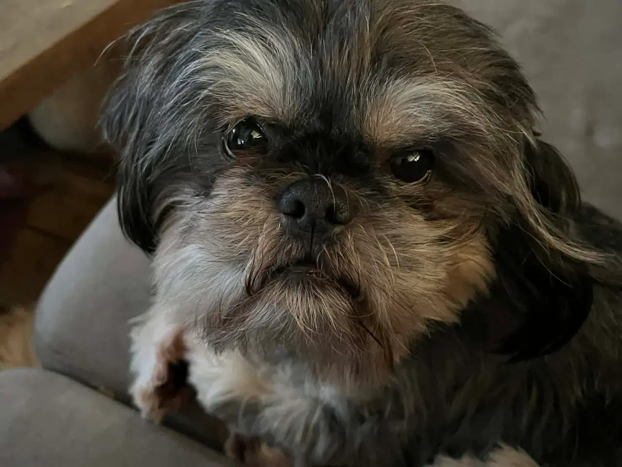 Billede 2 - Shih Tzu til parring