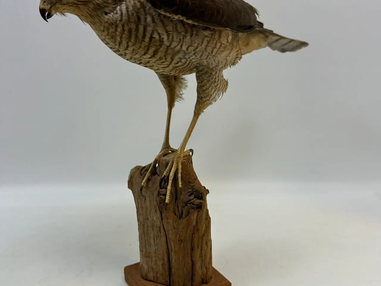 Billede 4 - Udstoppet Spurvehøg