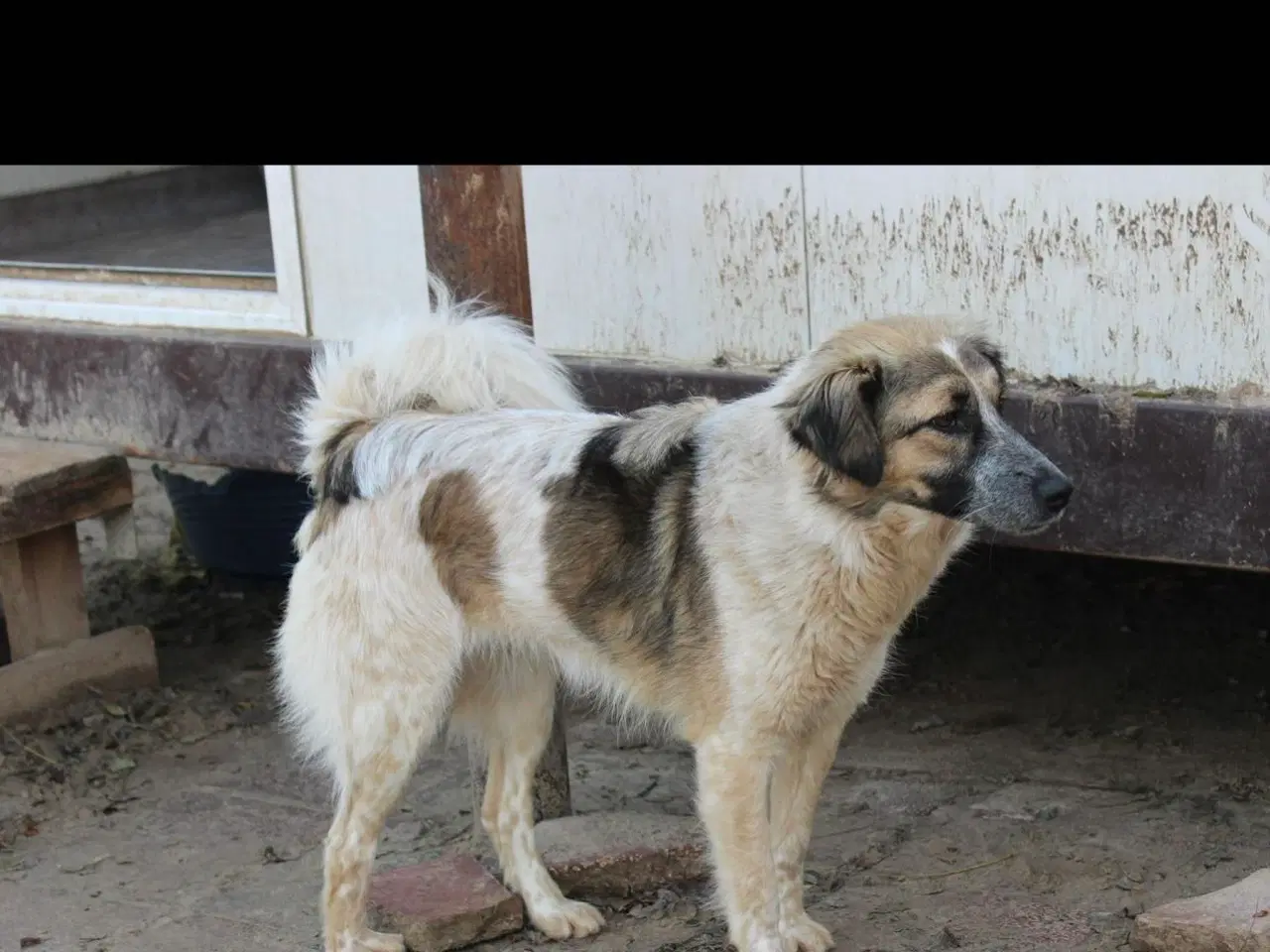 Billede 4 - Smukkeste Pepper søger familie 😍