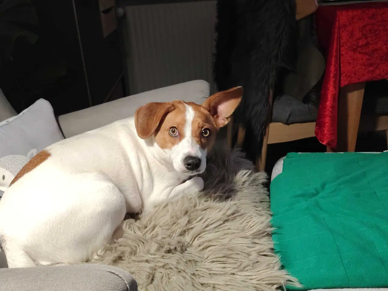 Billede 2 - Jack Russell