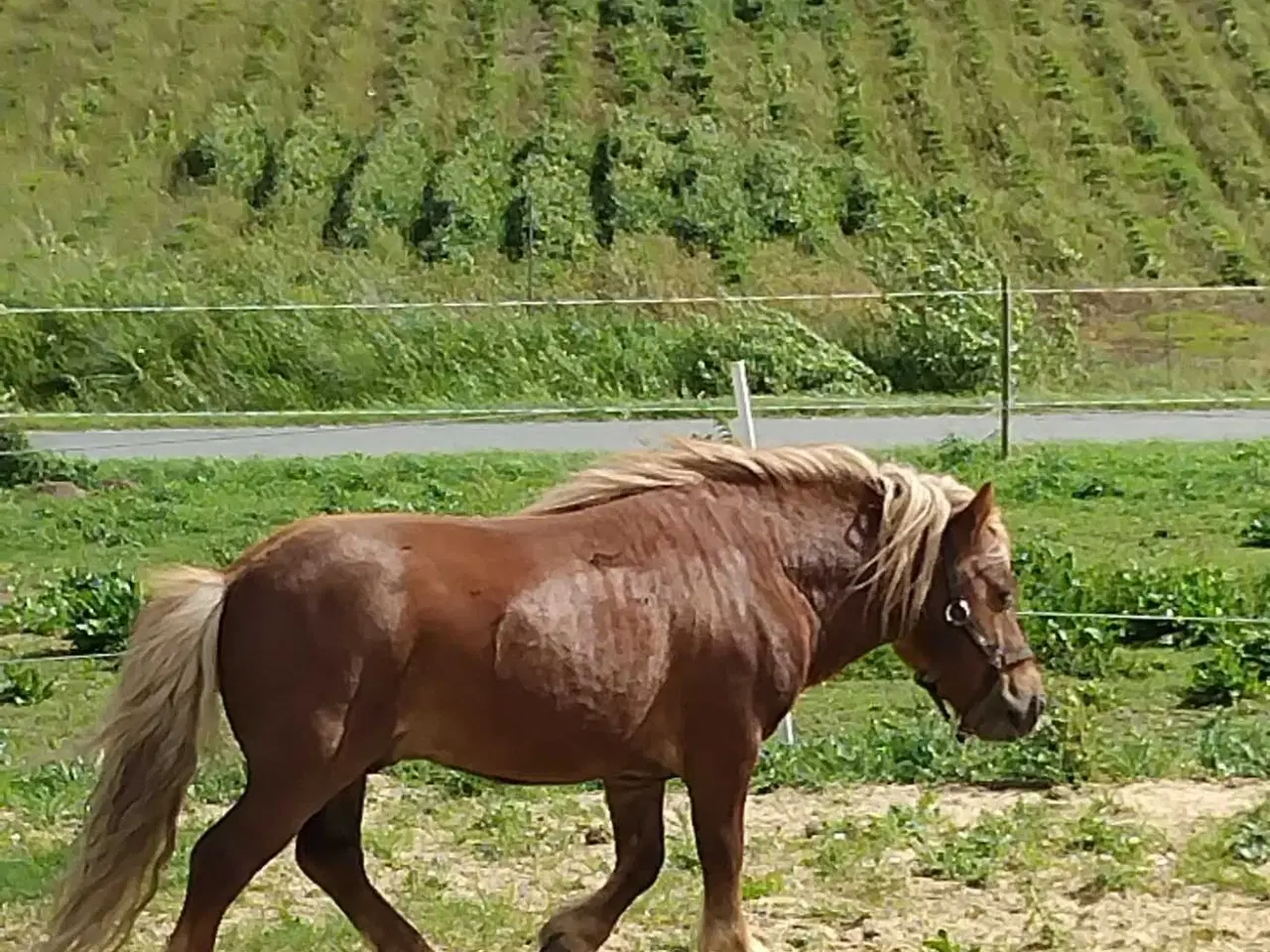 Billede 4 - Shetter vallak 
