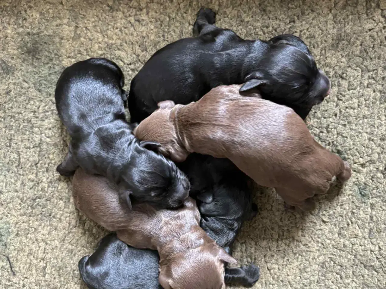 Billede 2 - Ft. Cockerspaniel hvalpe