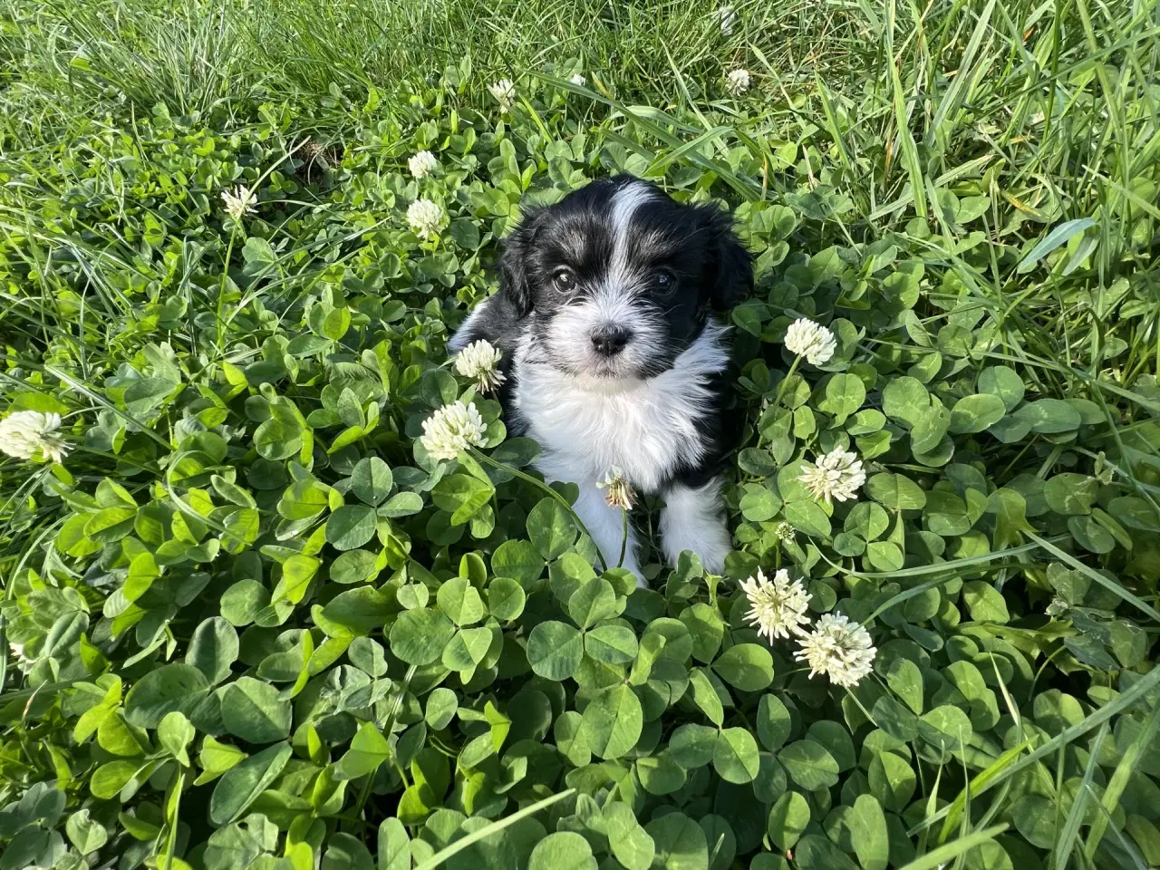 Billede 3 - Allergivenlig Shih Tzu / Bichon Havanais