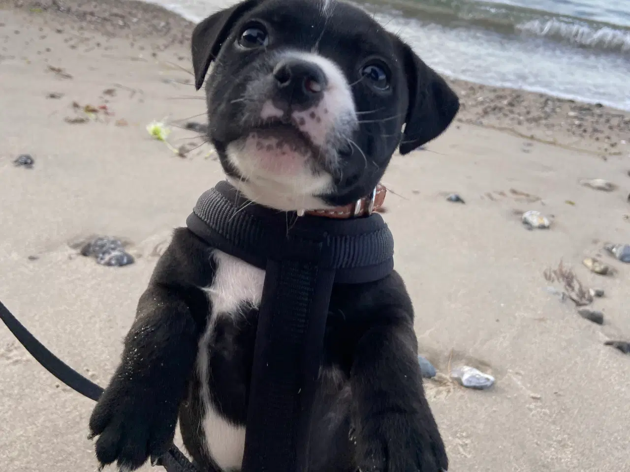 Billede 1 - Kærlig Staffordshire Bullterrier tæve på 1 år søge
