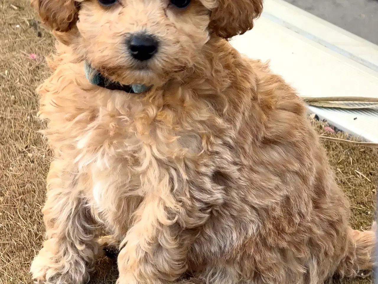 Billede 16 - 🐾 Skønne fældefri  hvalpe søger kærlige hjem 🐾