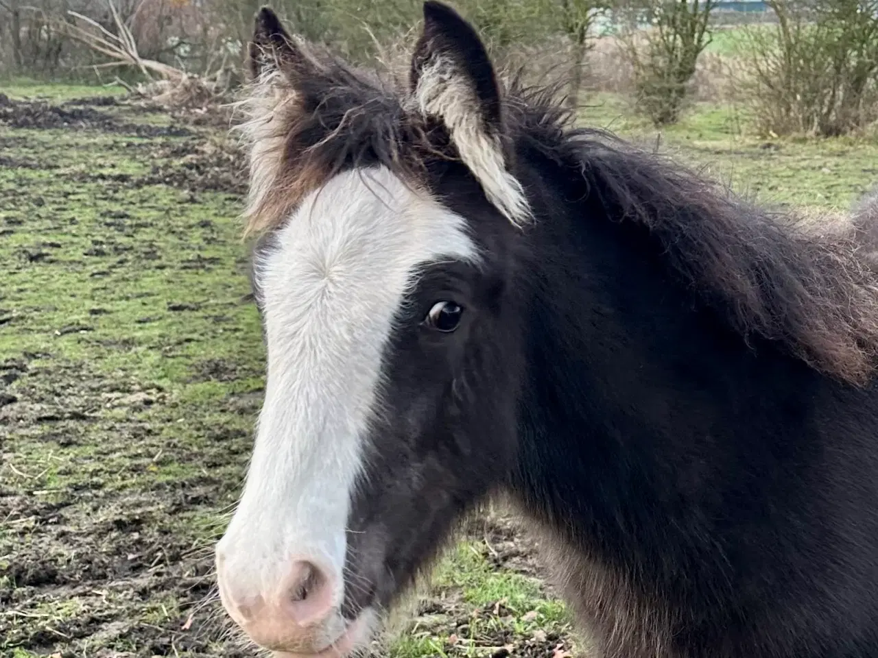 Billede 2 - Irish cob hingsteføl