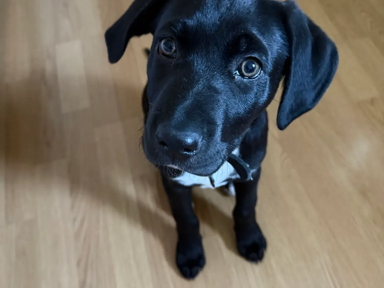 Billede 1 - Hund