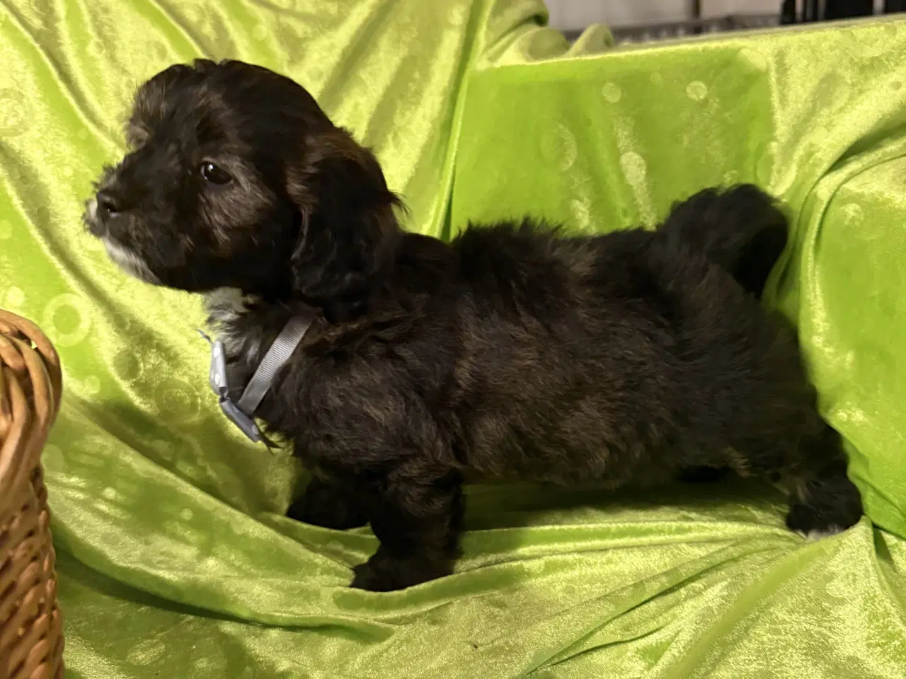 Billede 8 - Rejseklar Shihpoo /Klar i dit nye hjem/