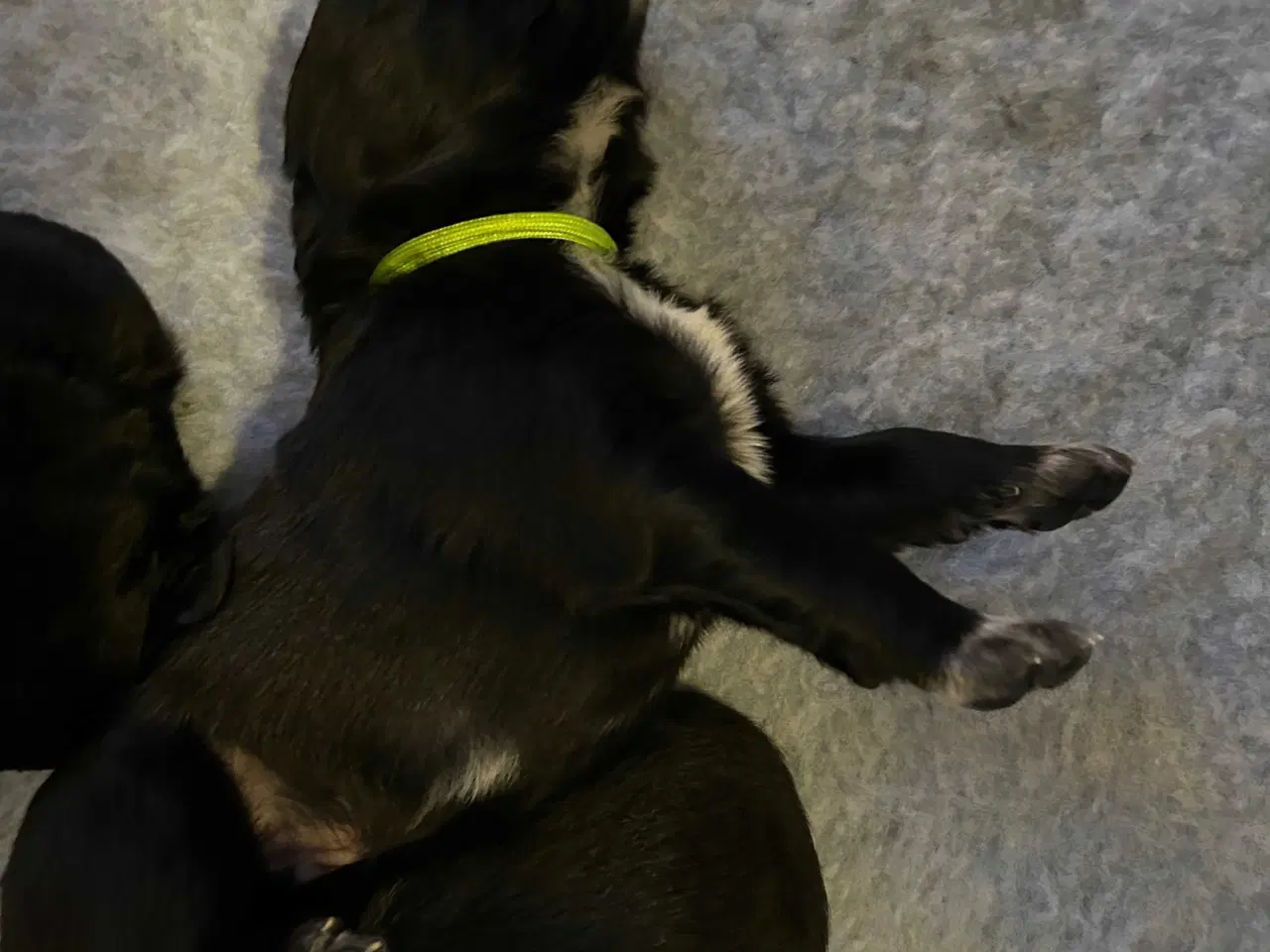 Billede 8 - Golden Retriever/ Tysk langhåret Labrador hvalpe