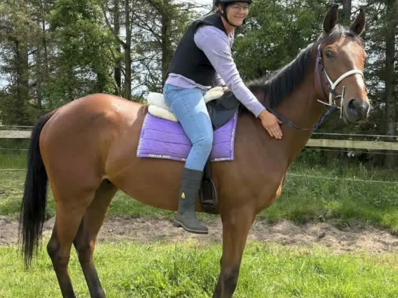 Billede 1 - Fuldblodsvallak, 3 år