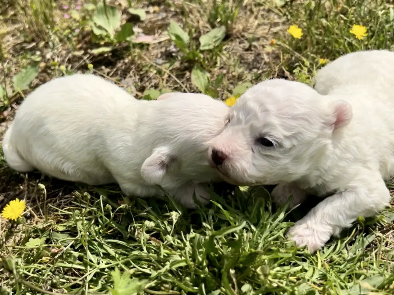 Billede 6 - Allergivenlige hundehvalpe Malteser / Bolognese
