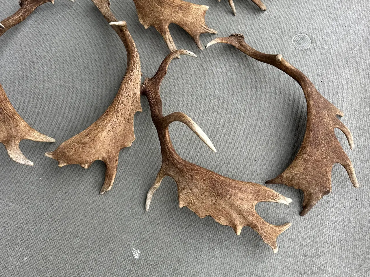 Billede 1 - Flotte kastestænger fra dåhjorte sælges