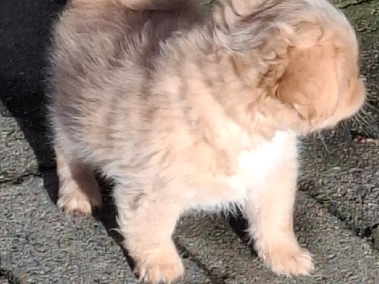 Billede 2 - Lækre uldtotter 