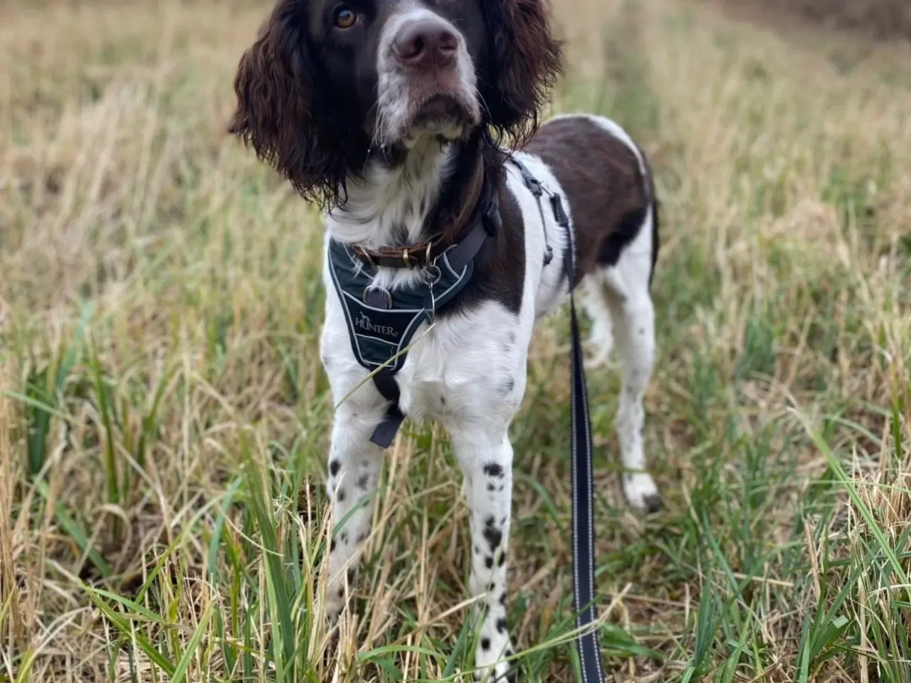 Billede 2 - Fantastisk hvalp på 11 mdr. søger sit sidste hjem