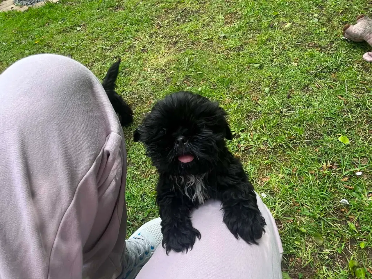 Billede 3 - Shih Tzu Smukke sorte hvalpe