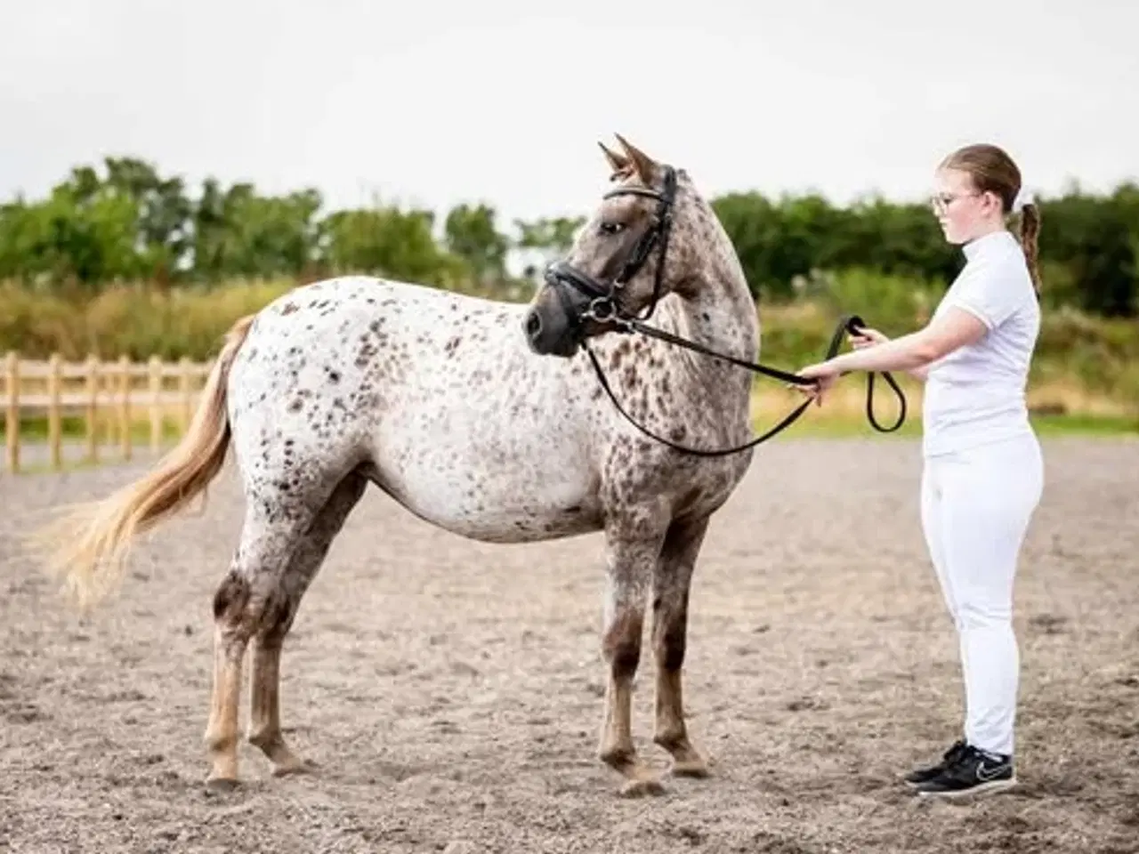 Billede 4 - Smuk knabstruppere hoppe kat. 3