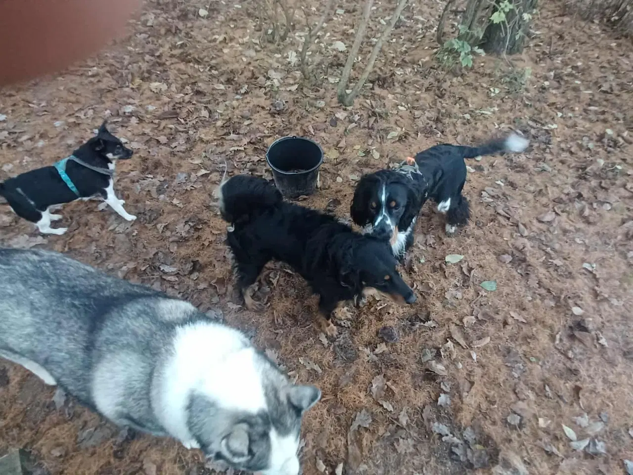 Billede 15 - Smukke milde kærlige Ozzy