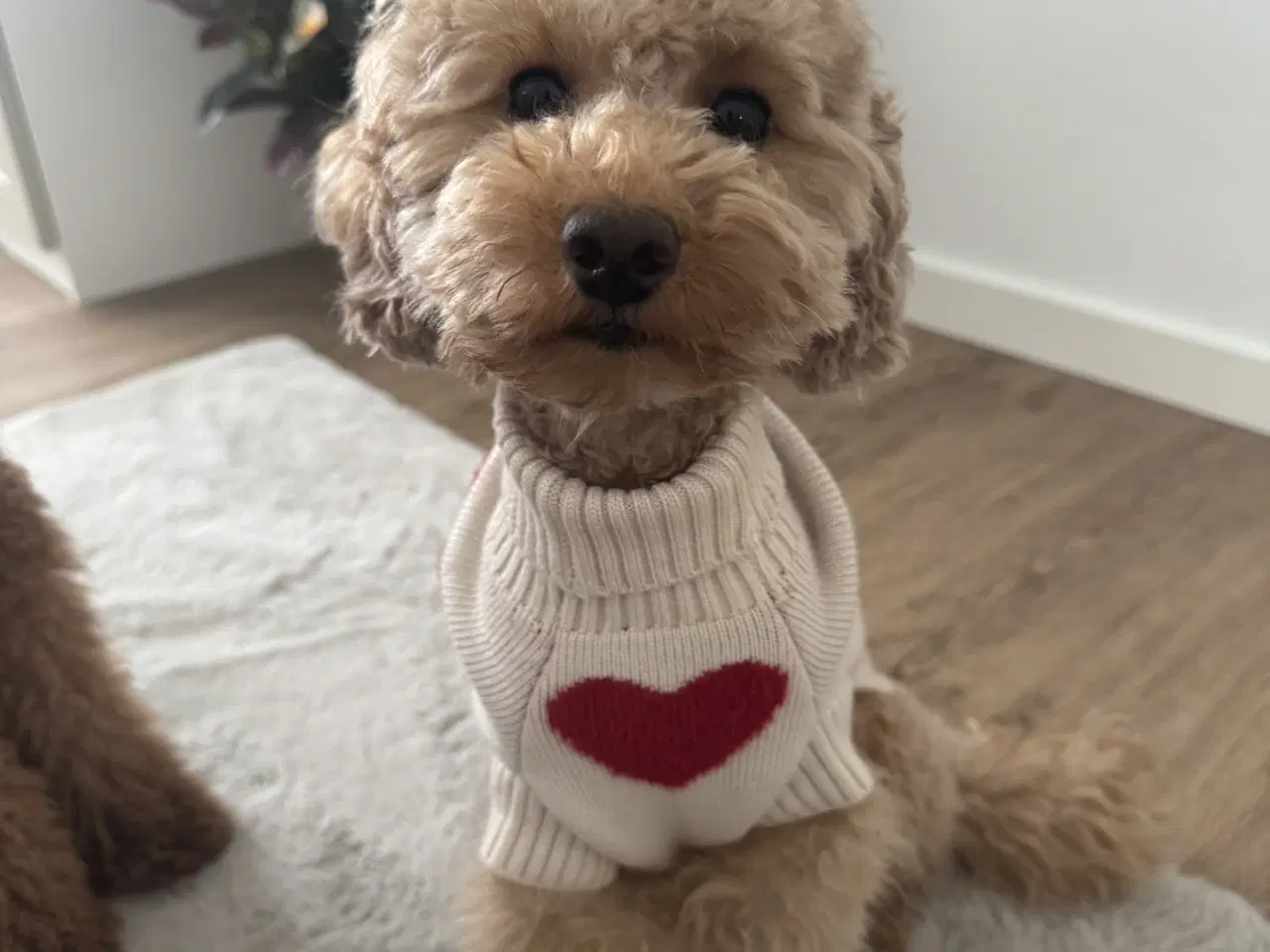 Billede 7 - Toy puddle hvalpe 