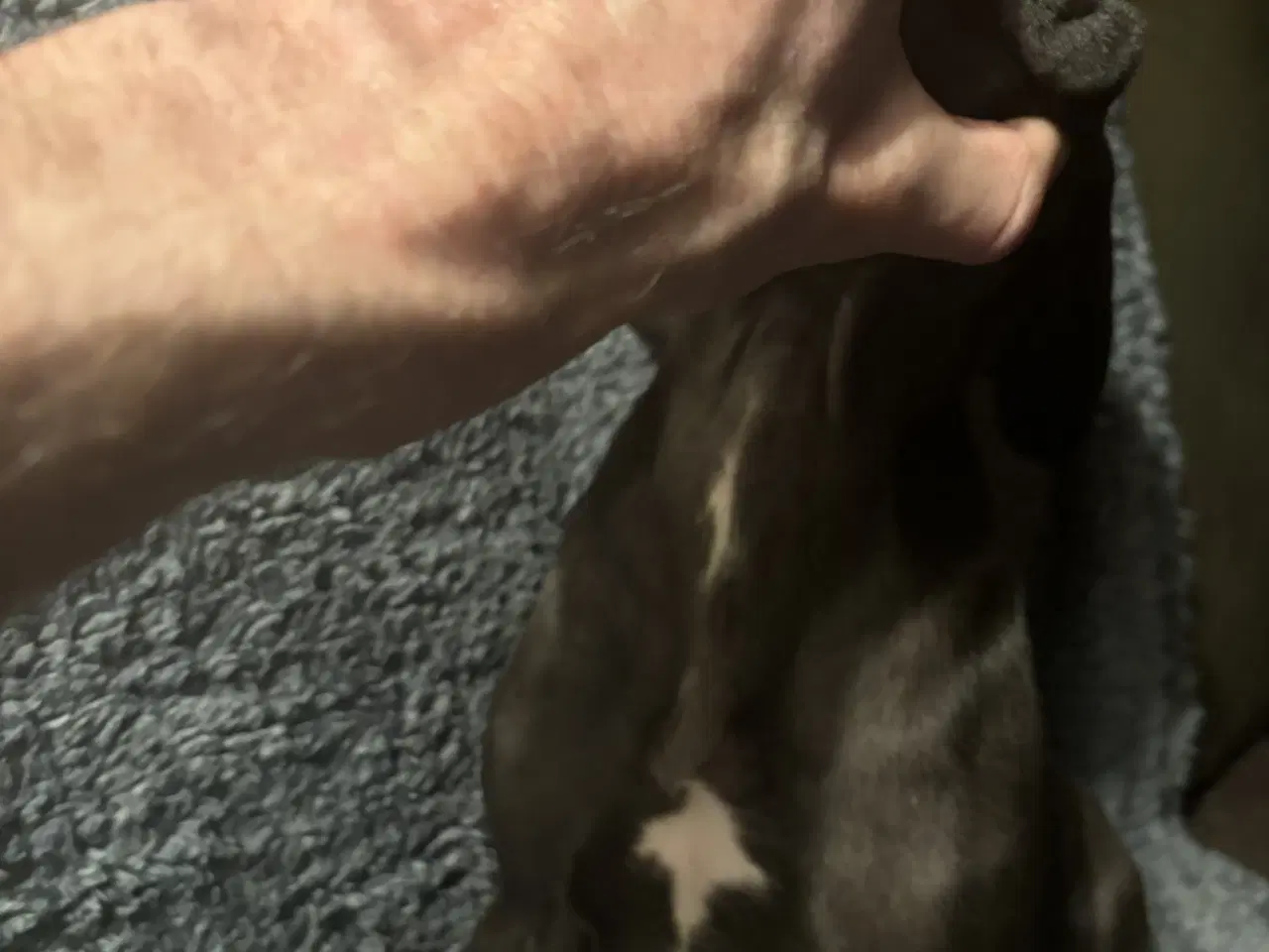 Billede 6 - Grand Danois hvalpe 