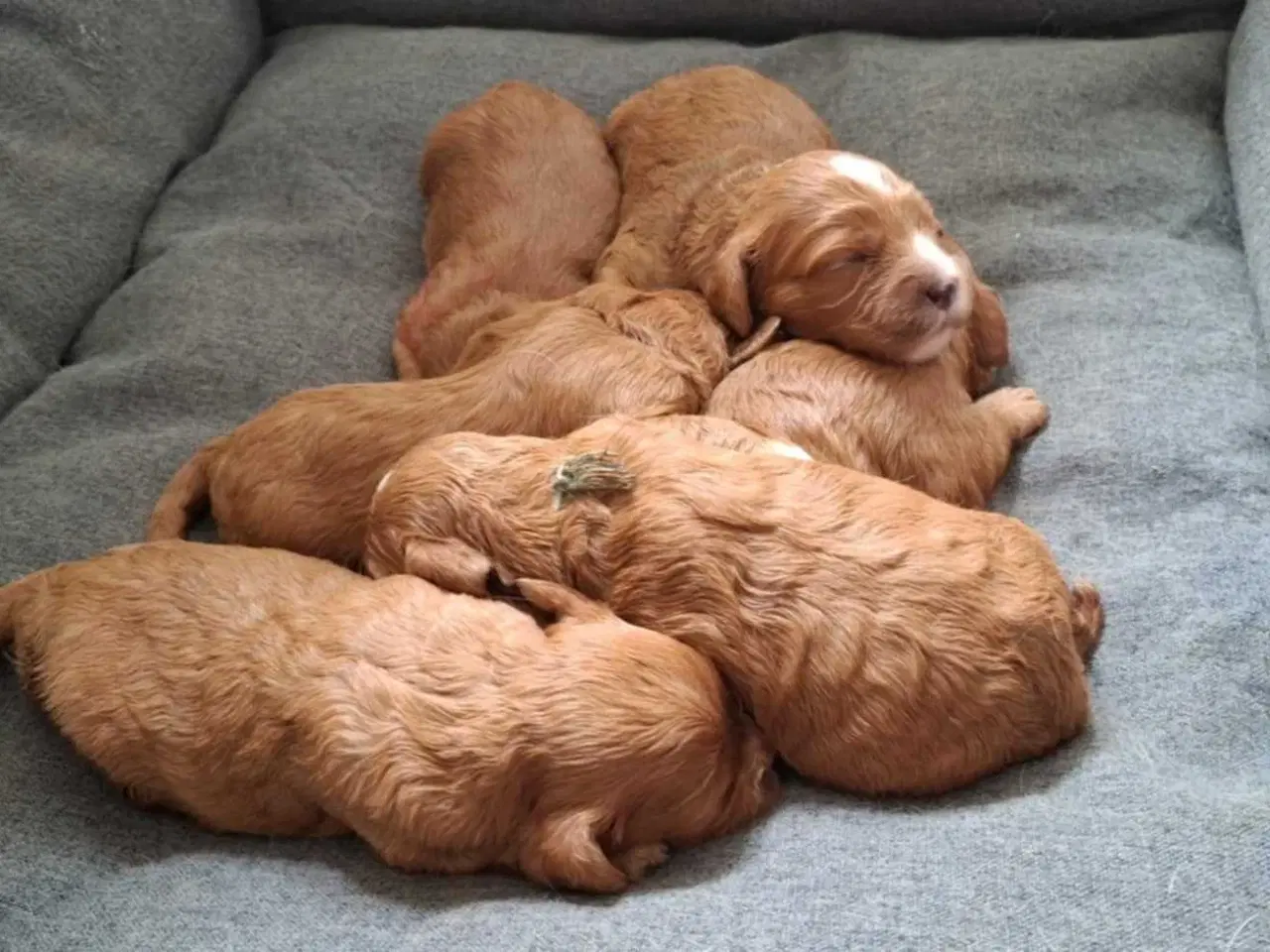 Billede 3 - Smukke cavapoo 
