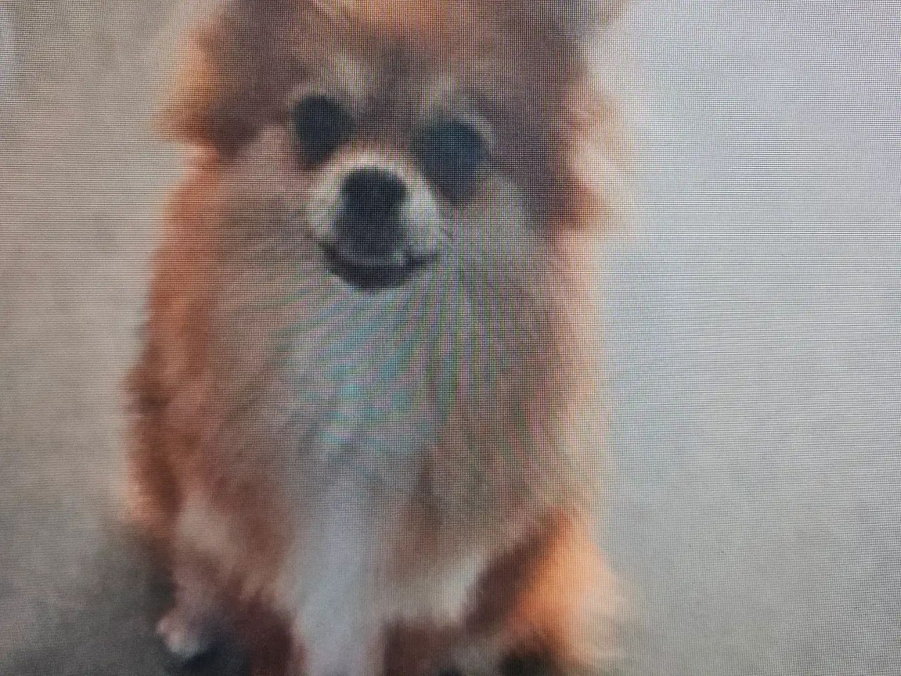 Billede 5 -  papillon og pomeranian creme farve hunde