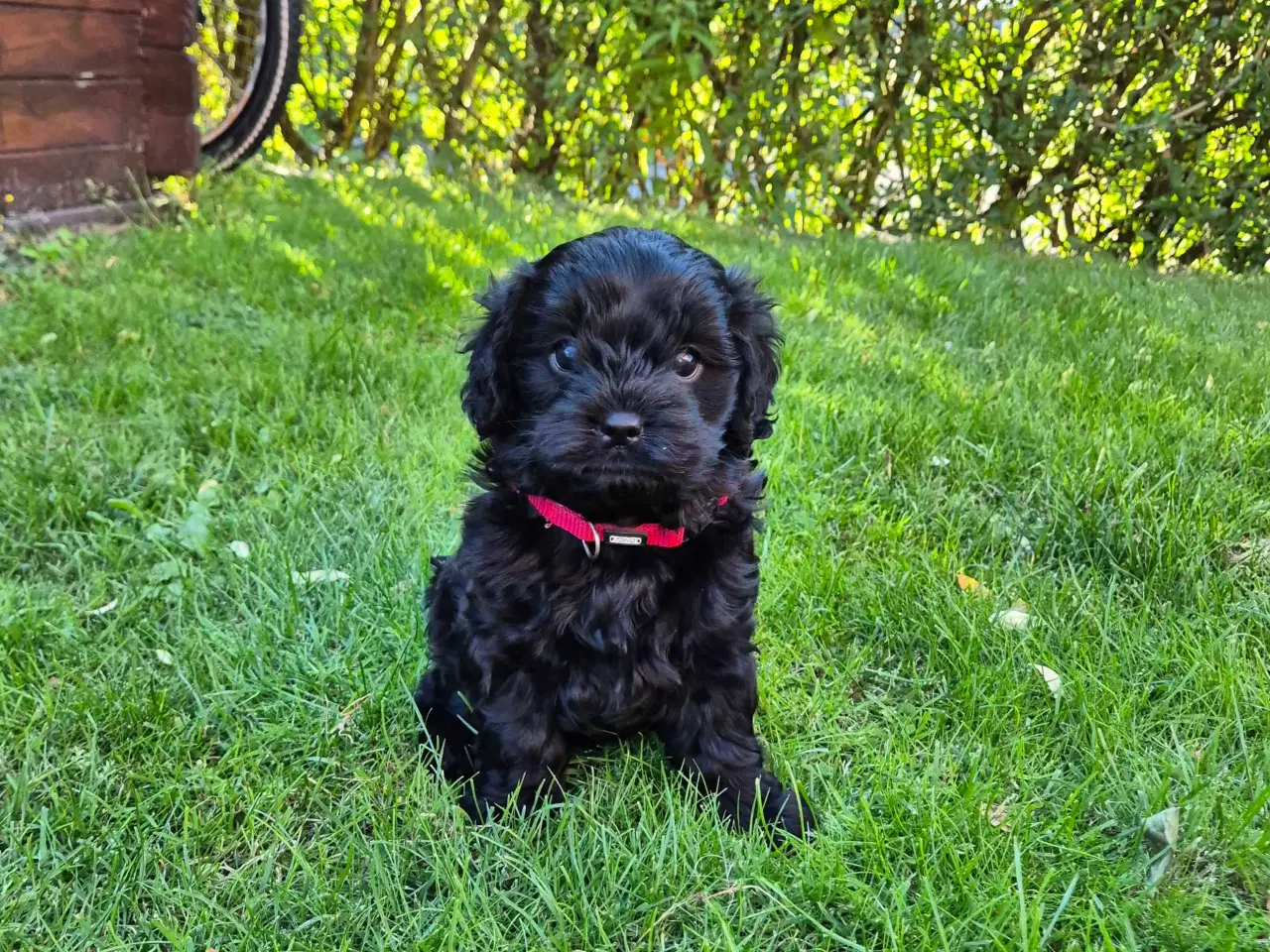 Billede 1 - Cavalier puddel 