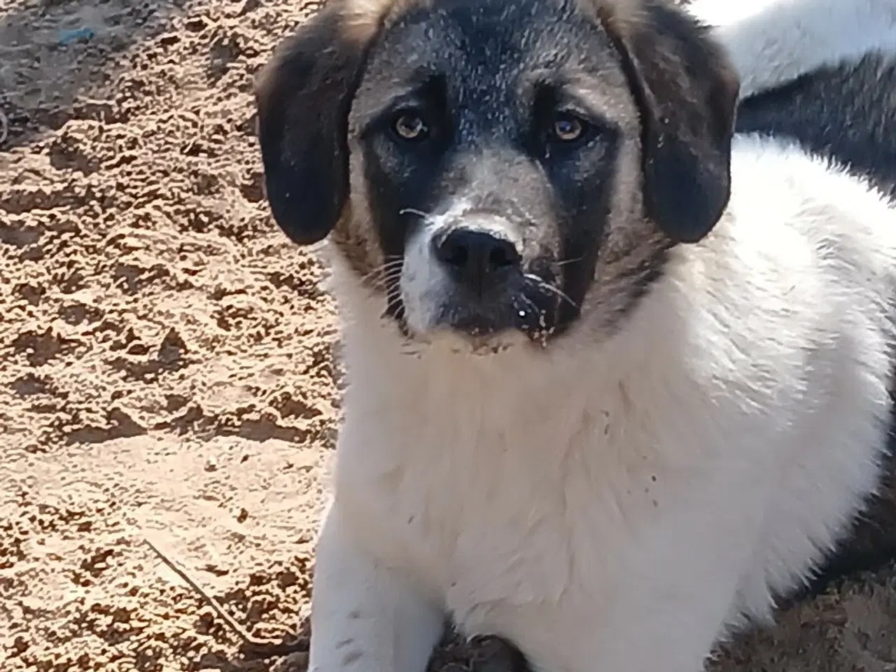 Billede 12 - Smukkeste Savannah 🩷