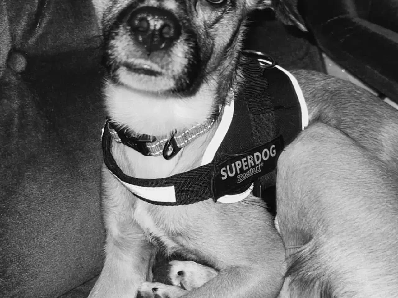 Billede 2 - Hund søger nyt hjem 