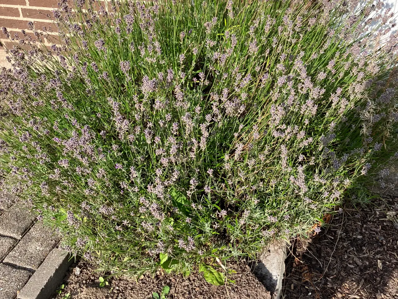 Billede 1 - Lavendel og gul staud