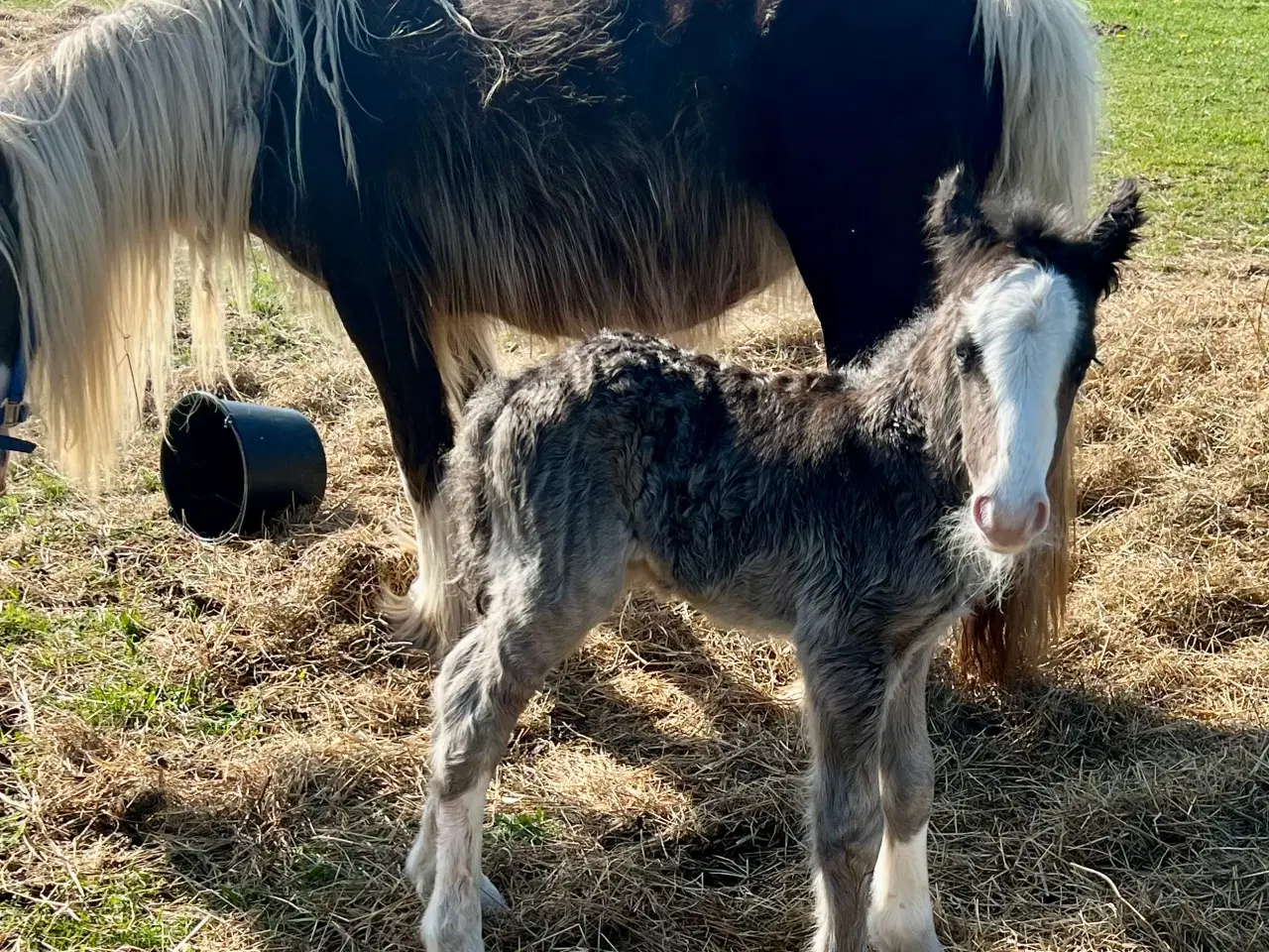 Billede 4 - Mini Irish cob hingsteføl 