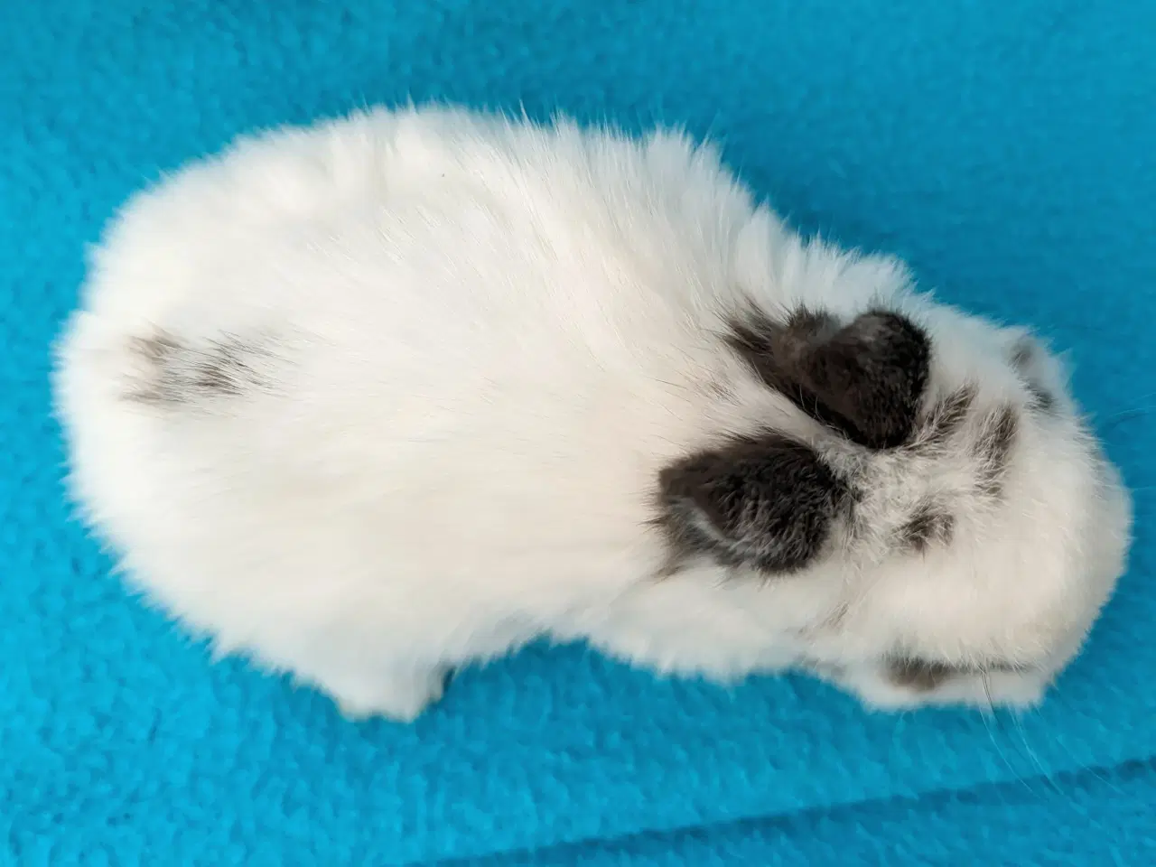 Billede 11 - Hermelin/minilop kaninunge sælges 