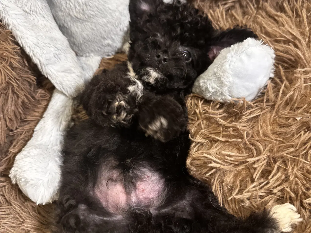 Billede 15 - Cavapoo F2B