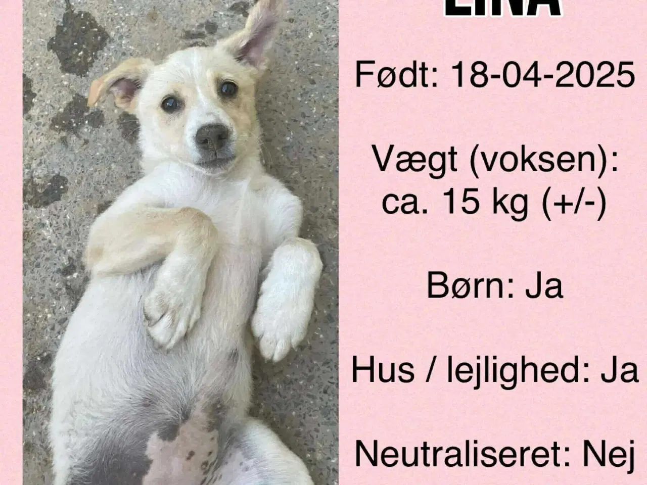 Billede 4 - Lina søger et kærligt hjem