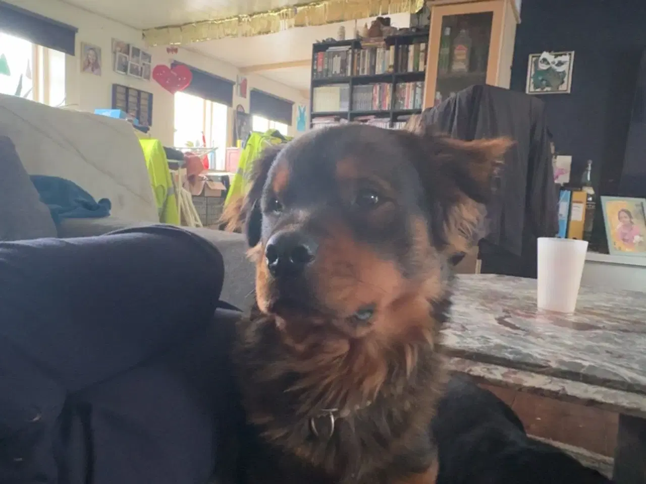 Billede 10 - Skønne hvalpe 