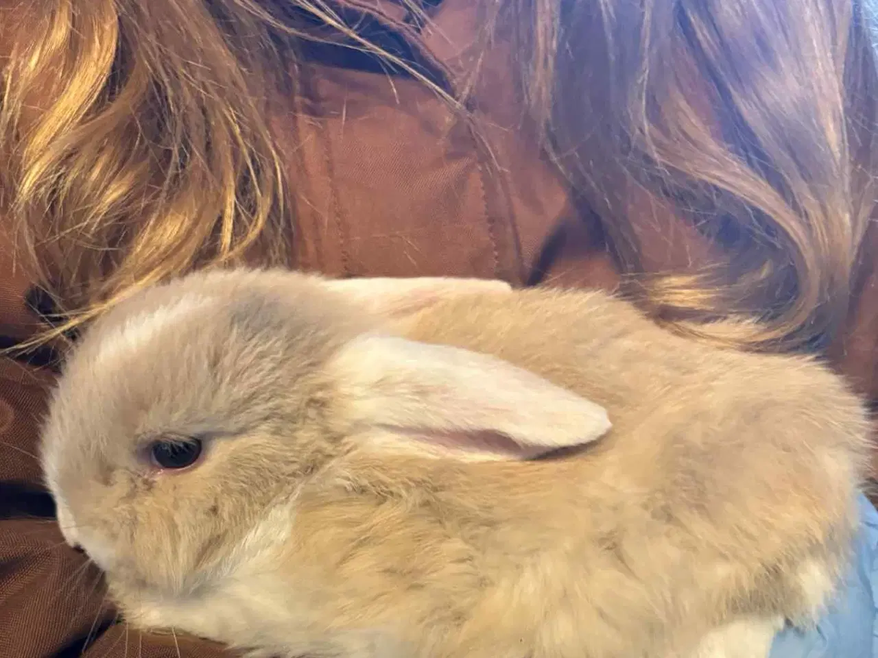 Billede 1 - Kaninunger, flytteklar d. 8/2