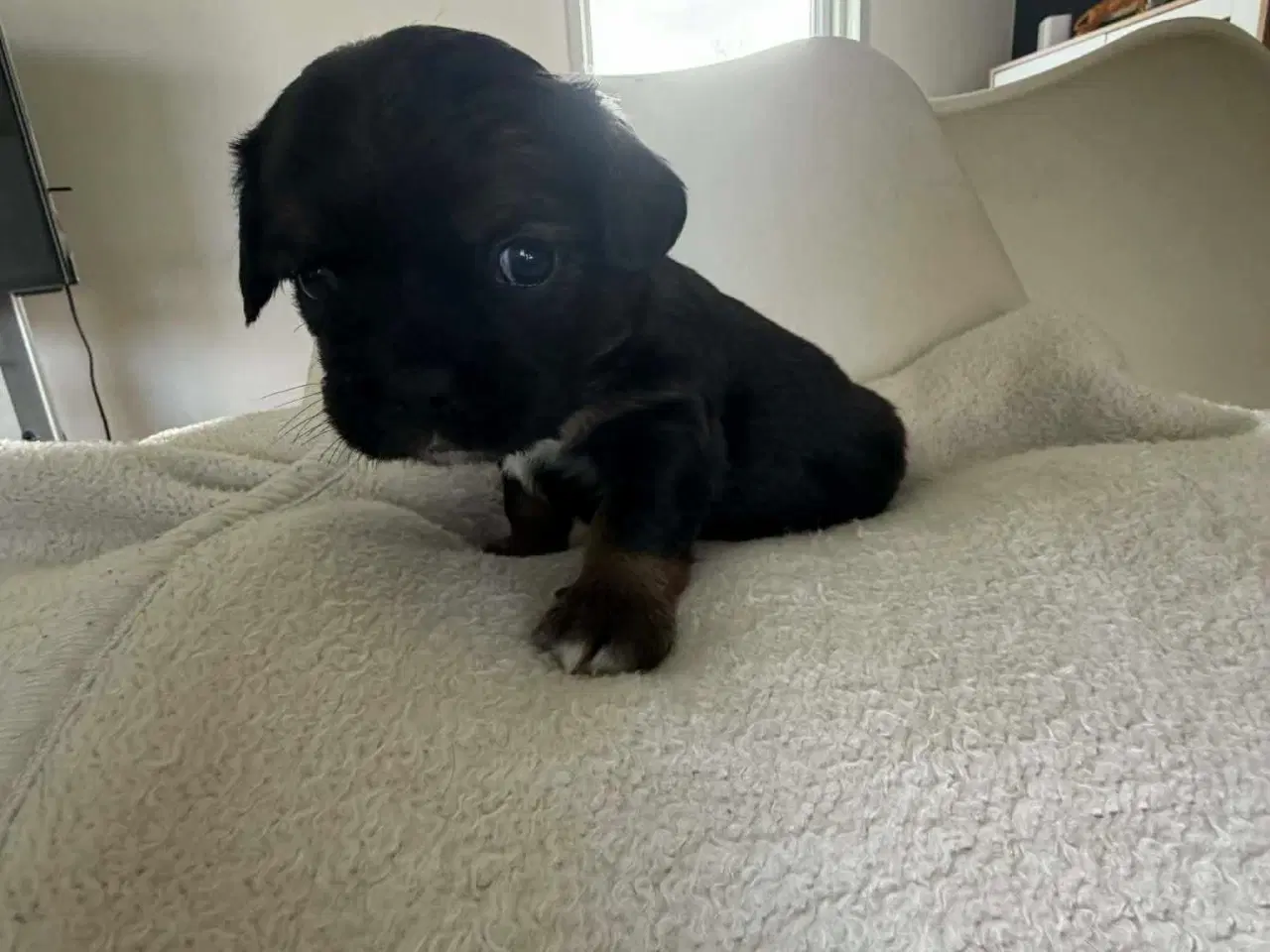 Billede 8 - Mops bl gravhund beagle bomuld