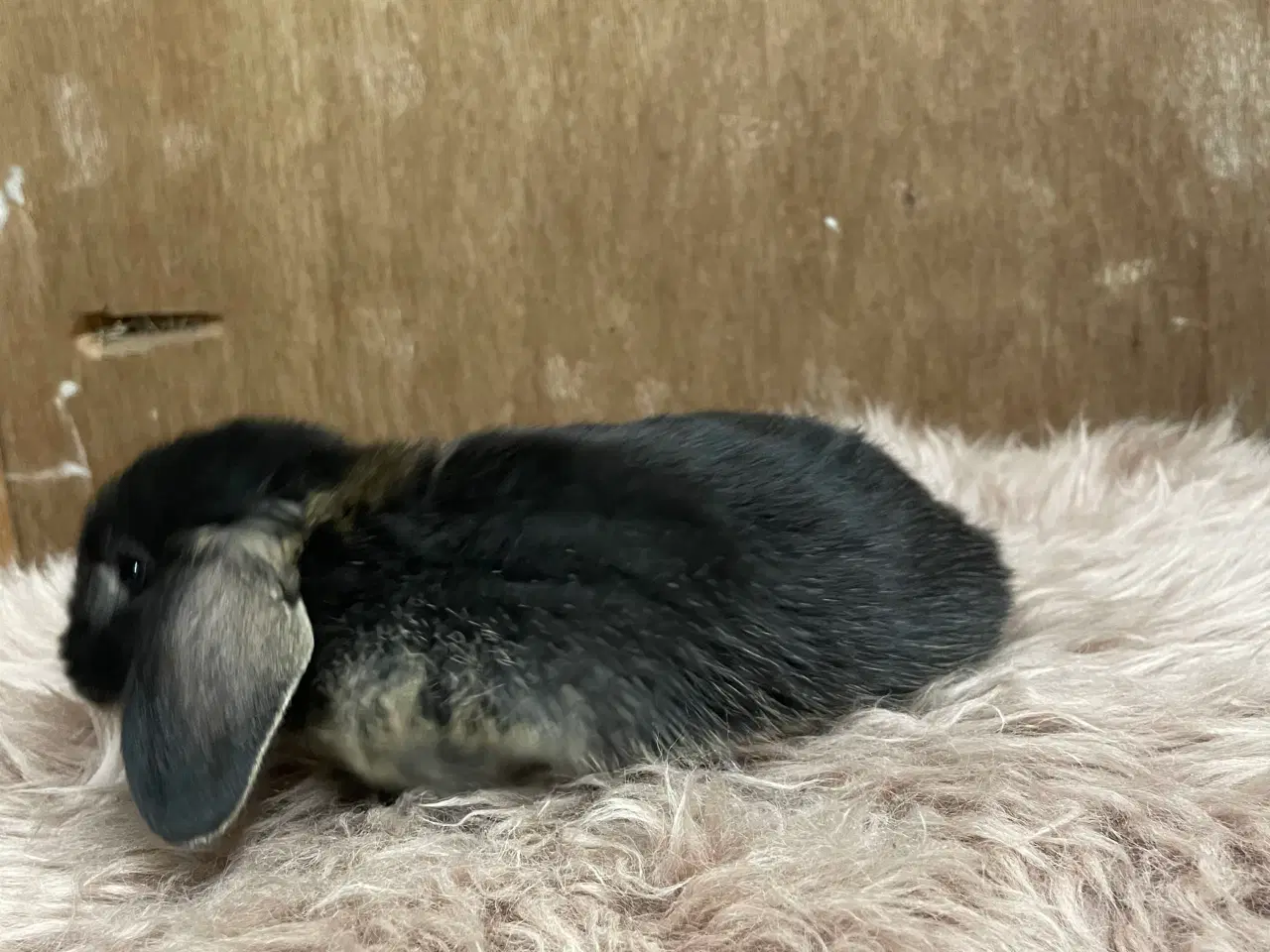 Billede 13 - Minilop unge klar 20/2 (dreng)