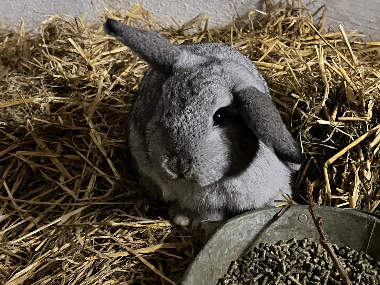Billede 2 - Minilop kanin
