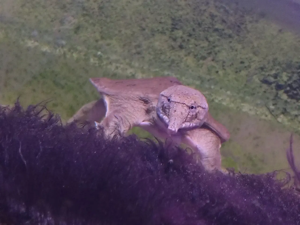 Billede 1 - Kinesisk blødSkjolds skildpadde 